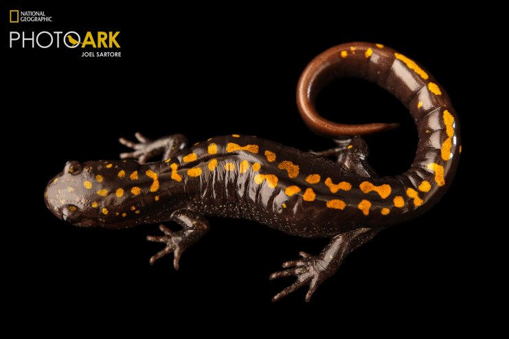 long-toed_salamander_cr_Joel_Sartore-National_Geographic_Photo_ark_2822445_1